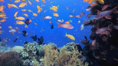 海底鱼。五彩斑斓的<strong>水下</strong>海景。热带鱼礁海洋。海底鱼。热带鱼类礁海洋.
